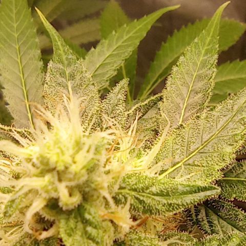 BLUE DREAM 01 growlog photo: 30 dias de Flora 