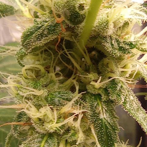 BLUE DREAM 01 growlog photo: 30 dias de Flora 
