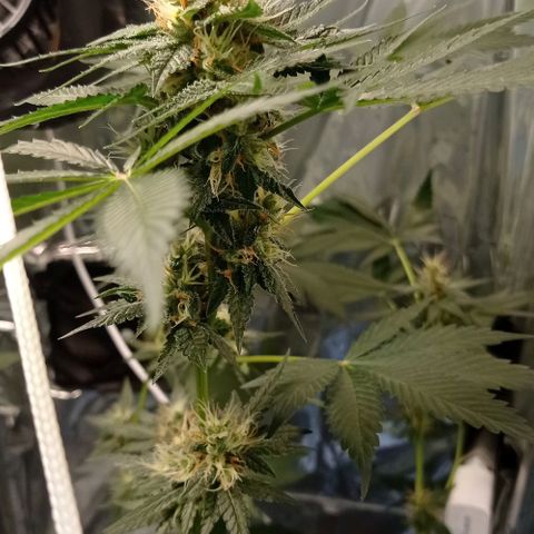 BLUE DREAM 01 growlog photo: 39 dias na Flora - 6 semanas 