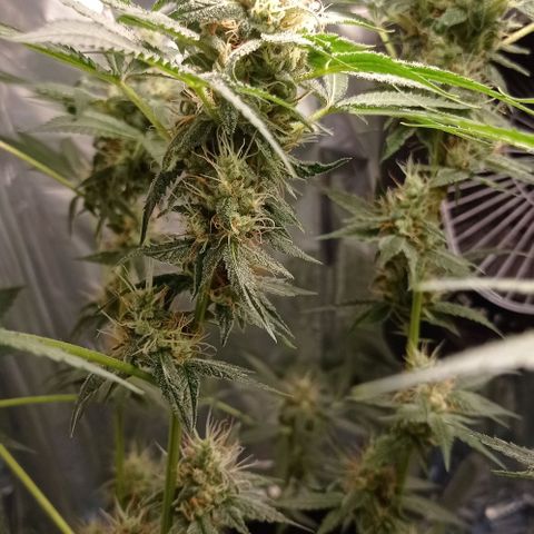 BLUE DREAM 01 growlog photo: 39 dias na Flora - 6 semanas 