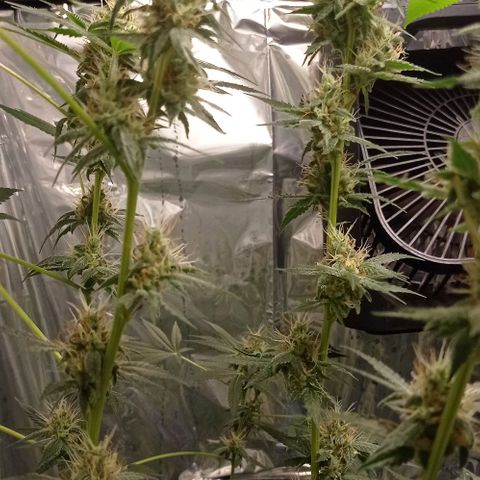 BLUE DREAM 01 growlog photo: 39 dias na Flora - 6 semanas 