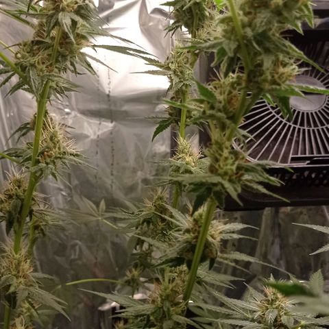 BLUE DREAM 01 growlog photo: 39 dias na Flora - 6 semanas 