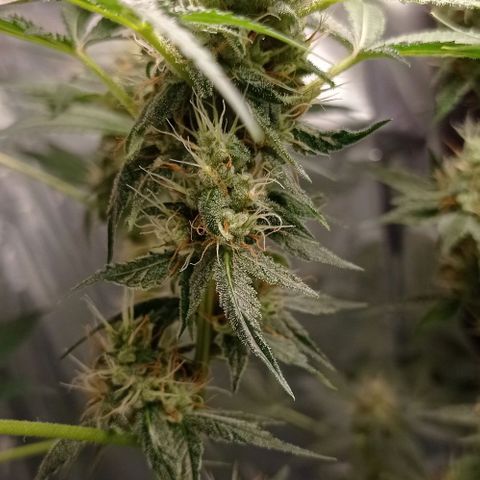 BLUE DREAM 01 growlog photo: 39 dias na Flora - 6 semanas 
