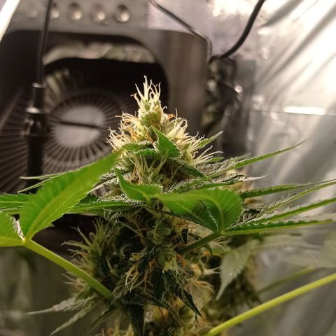 BLUE DREAM 01 growlog photo: 39 dias na Flora - 6 semanas 