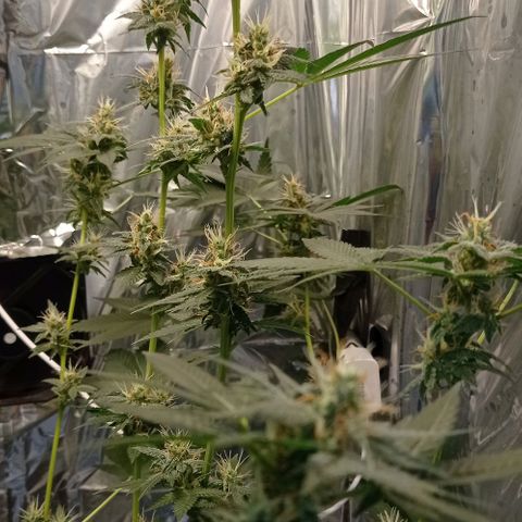 BLUE DREAM 01 growlog photo: 39 dias na Flora - 6 semanas 