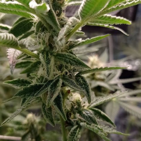 BLUE DREAM 01 growlog photo: 39 dias na Flora - 6 semanas 