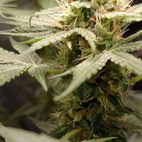 BLUE DREAM 01 growlog photo: 39 dias na Flora - 6 semanas 