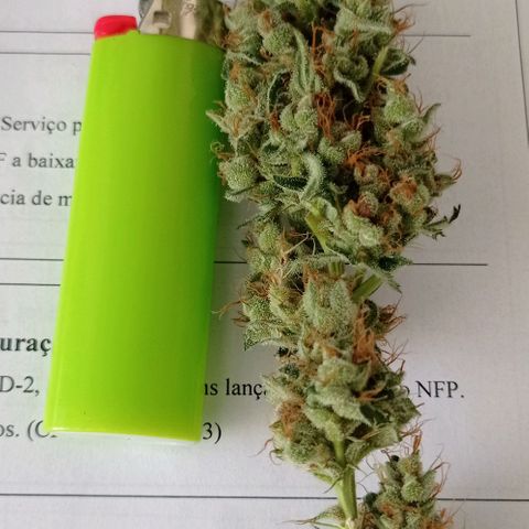 24K GOLD 01 growlog timeline photo