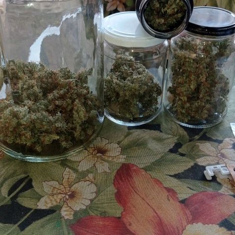 BLUE DREAM 01 growlog photo: Cura