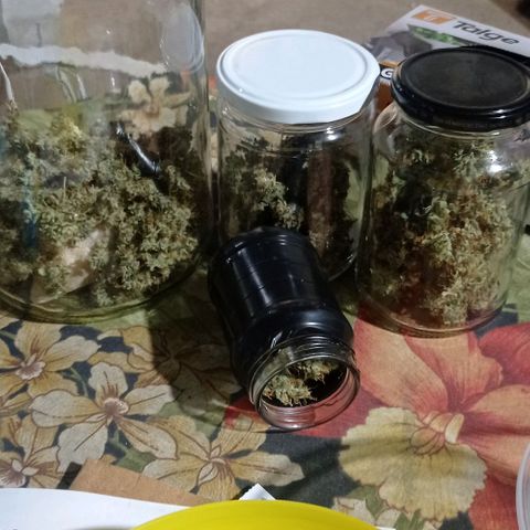 BLUE DREAM 01 growlog photo: Cura