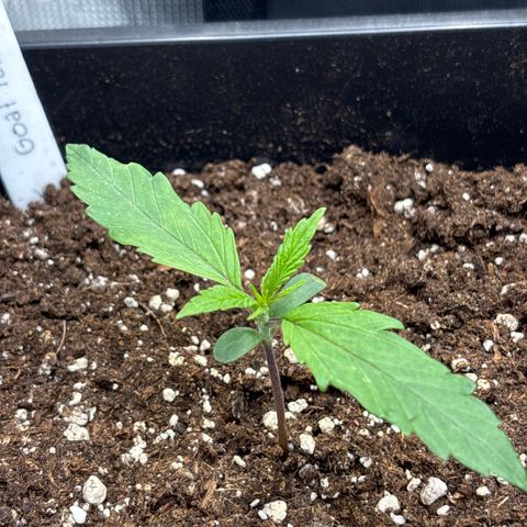 Goat’lato 1 growlog timeline photo