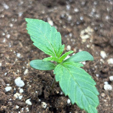 Apple Fritter 1 growlog timeline photo
