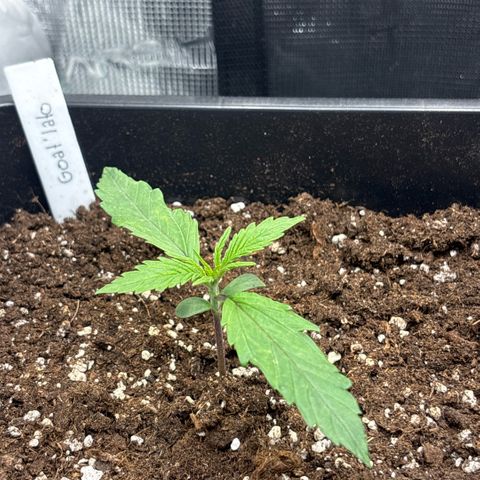 Goat’lato 1 growlog timeline photo