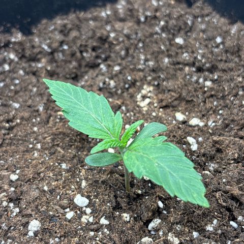 Apple Fritter 1 growlog timeline photo