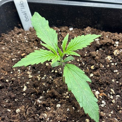 Goat’lato 1 growlog timeline photo