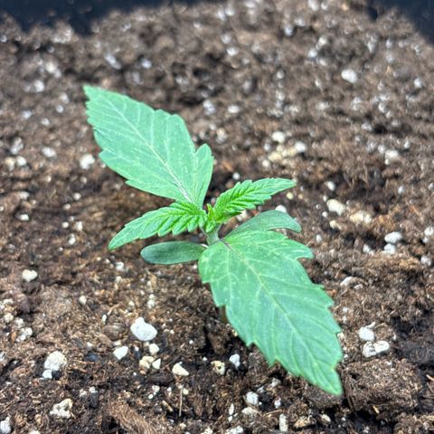 Apple Fritter 1 growlog timeline photo