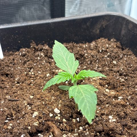Apple Fritter 1 growlog timeline photo