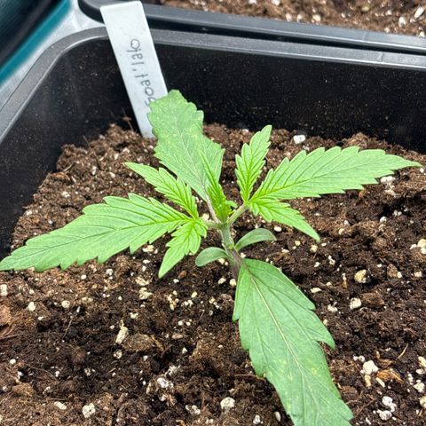 Goat’lato 1 growlog timeline photo