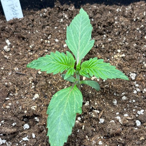 Apple Fritter 1 growlog timeline photo