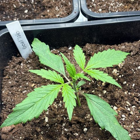 Goat’lato 1 growlog timeline photo