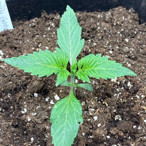 Apple Fritter 1 growlog timeline photo