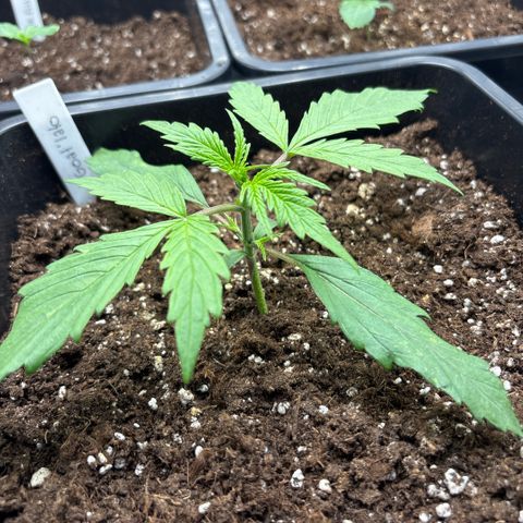 Goat’lato 1 growlog timeline photo