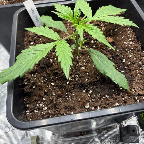 Goat’lato 1 growlog timeline photo