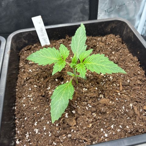 Apple Fritter 1 growlog timeline photo