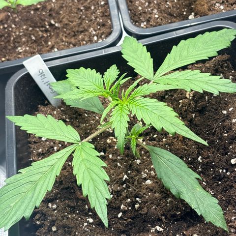 Goat’lato 1 growlog timeline photo