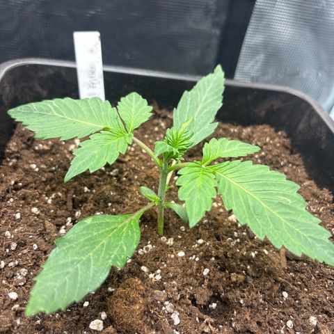 Apple Fritter 1 growlog timeline photo