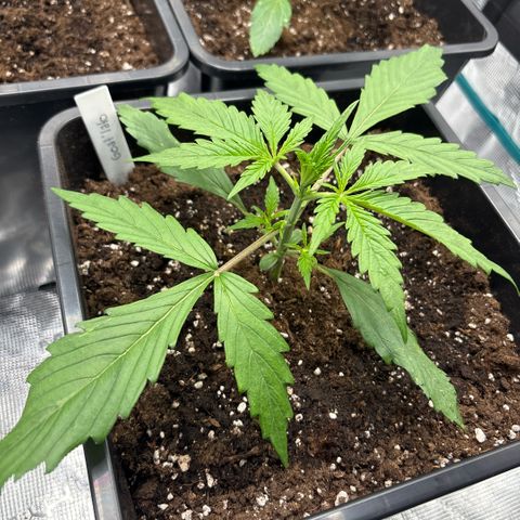 Goat’lato 1 growlog timeline photo