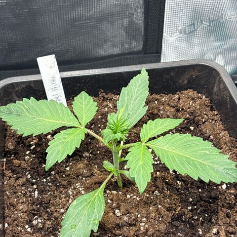 Apple Fritter 1 growlog timeline photo