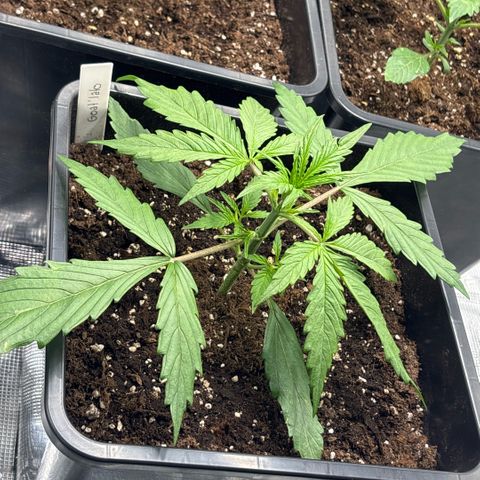 Goat’lato 1 growlog timeline photo