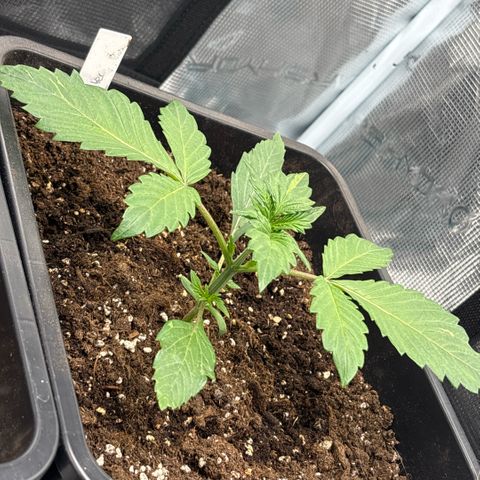 Apple Fritter 1 growlog timeline photo