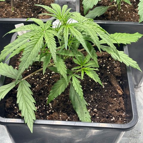 Goat’lato 1 growlog timeline photo