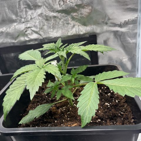 Apple Fritter 1 growlog timeline photo