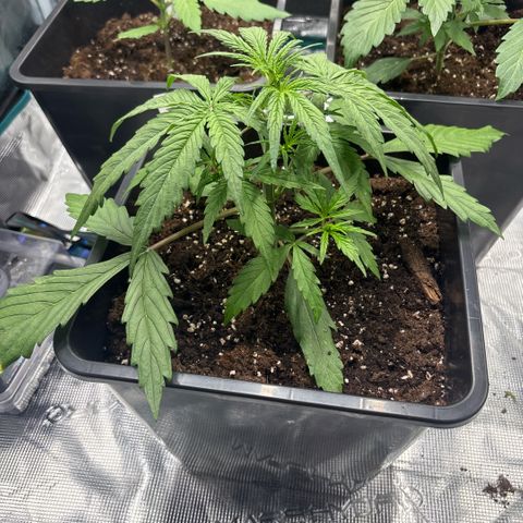 Goat’lato 1 growlog timeline photo