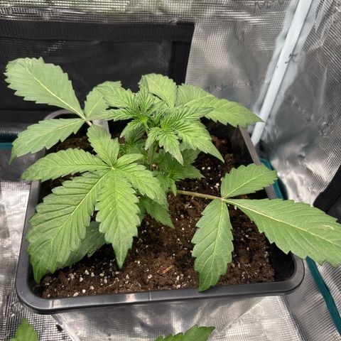 Apple Fritter 1 growlog timeline photo