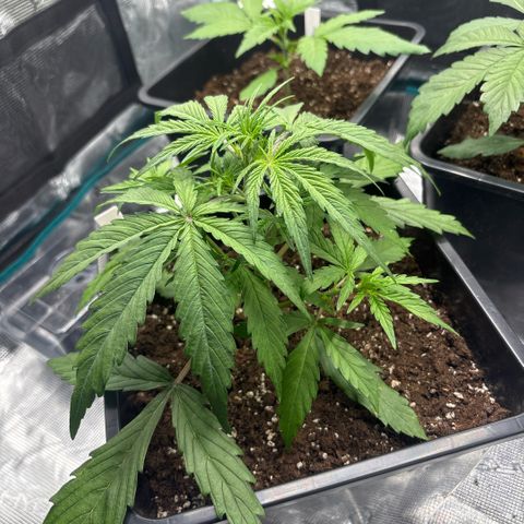 Goat’lato 1 growlog timeline photo