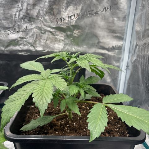 Apple Fritter 1 growlog timeline photo