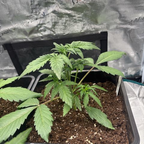 Apple Fritter 1 growlog timeline photo