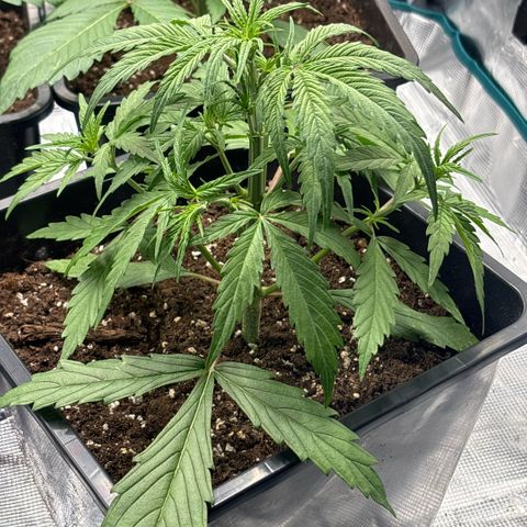 Goat’lato 1 growlog timeline photo
