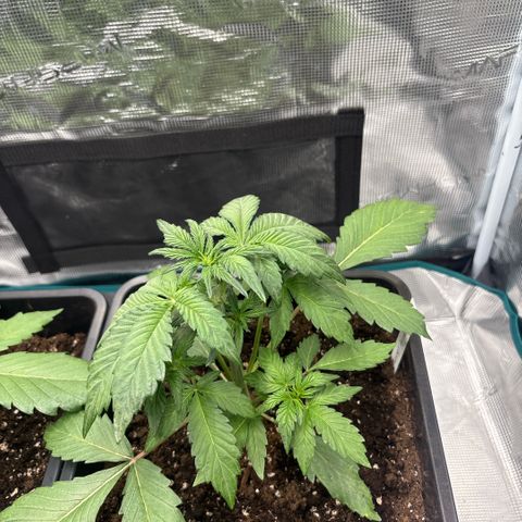 Apple Fritter 1 growlog timeline photo