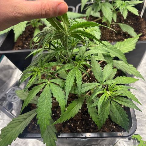 Goat’lato 1 growlog timeline photo