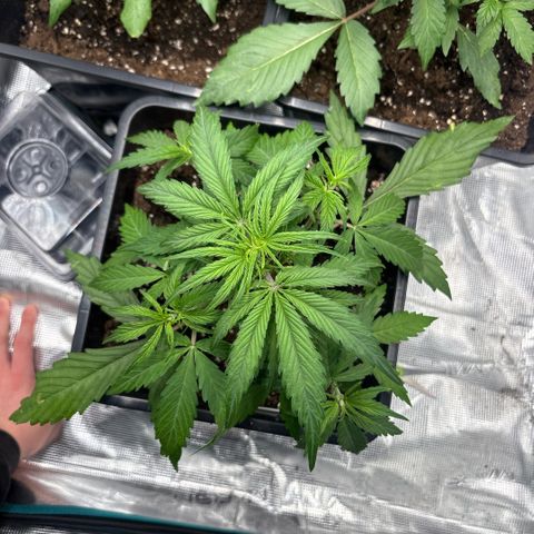 Goat’lato 1 growlog timeline photo