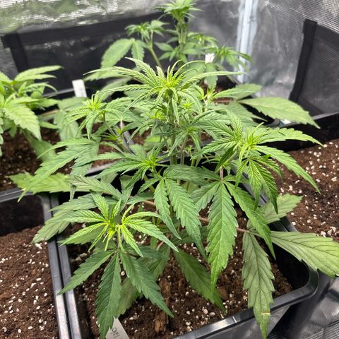 Goat’lato 1 growlog timeline photo