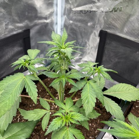 Apple Fritter 1 growlog timeline photo