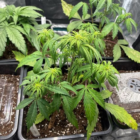 Goat’lato 1 growlog timeline photo