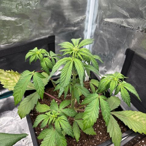 Apple Fritter 1 growlog timeline photo