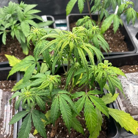 Goat’lato 1 growlog timeline photo